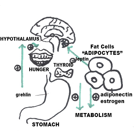 What role does the hypothalamus play in weight fluctuations?
